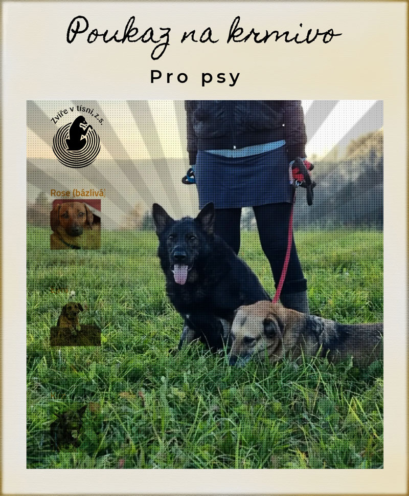 Poukaz - přispějte na psy - Image 2